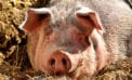 pig Don’t blame the oil industry for our consumer excesses