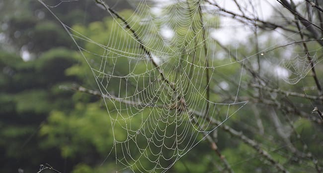 Spider web Don’t squish that spider!