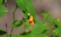 Jewelweed Dorset Jewelweed is a jewel of a weed
