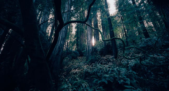 forest floor trees Soil fungi act like a support network for trees: study