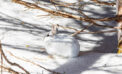 The snowshoe hare Less winter snow could spell disaster for snowshoe hares