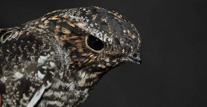 bird hawk nighthawk wildlife How we can keep birds from crashing into windows and dying