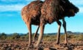 Ostrich Ontario government’s budget built on a hope and a prayer