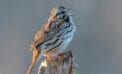 bird singing Why birds sing before winter weather breaks