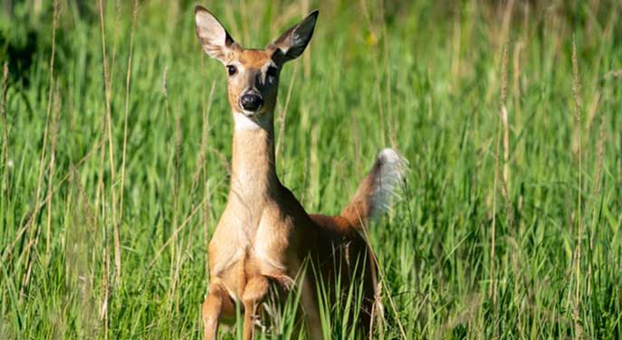 white-tailed deer Preventing transmission of chronic wasting disease in white-tailed deer