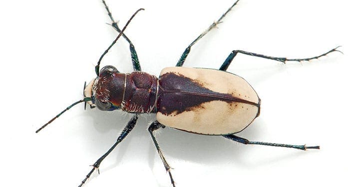 Cicindela formosa gibson beetle insect Student discovers threatened beetle is actually two separate subspecies