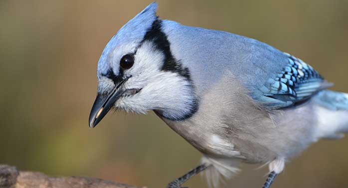 How to catch the fall blue jay migration spectacle
